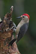 Golden-fronted Woodpecker