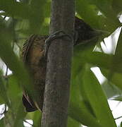 Rufous-headed Woodpecker