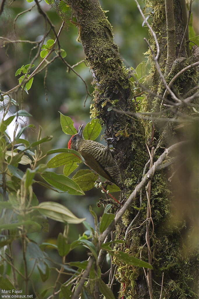 Bar-bellied Woodpecker male adult, feeding habits, Behaviour