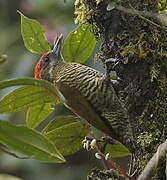 Bar-bellied Woodpecker