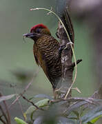 Bar-bellied Woodpecker