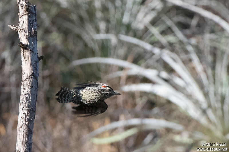 Striped Woodpecker male adult, Flight