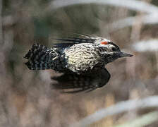 Striped Woodpecker