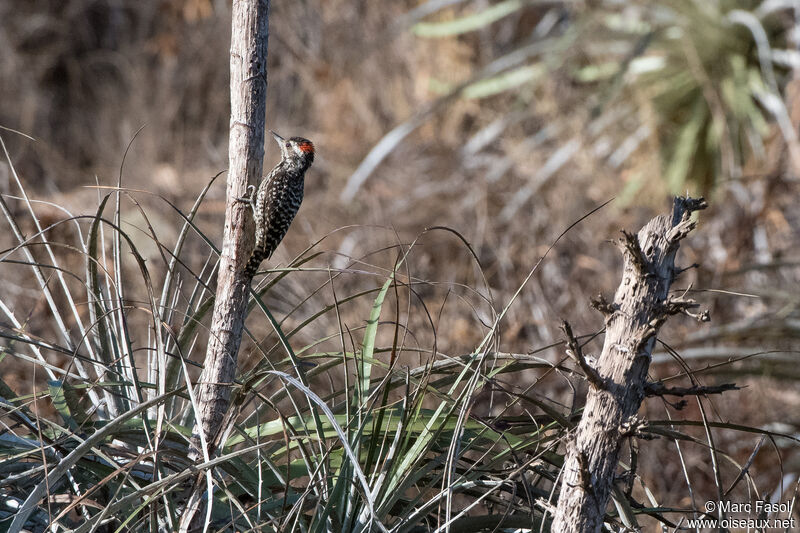 Striped Woodpecker male adult, identification