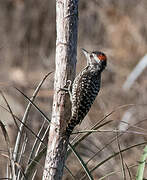 Striped Woodpecker