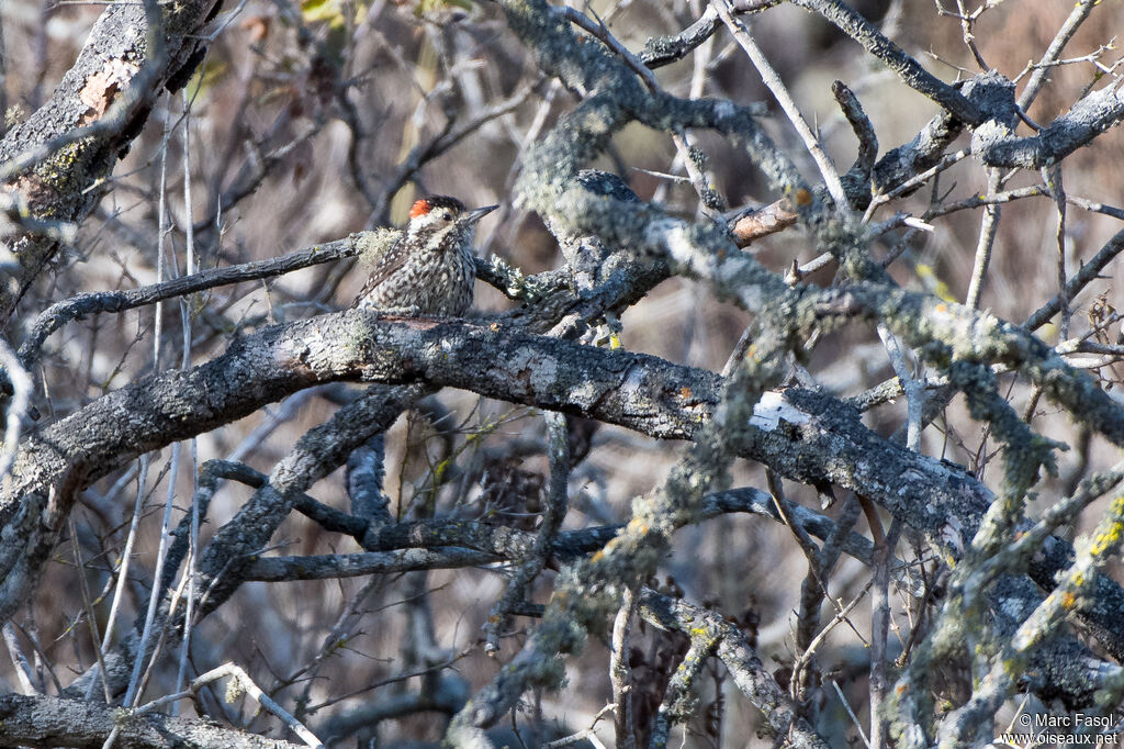 Pic bûcheron mâle adulte, identification, camouflage