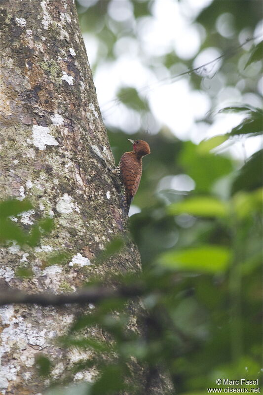 Cinnamon Woodpeckeradult, identification