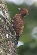 Cinnamon Woodpecker