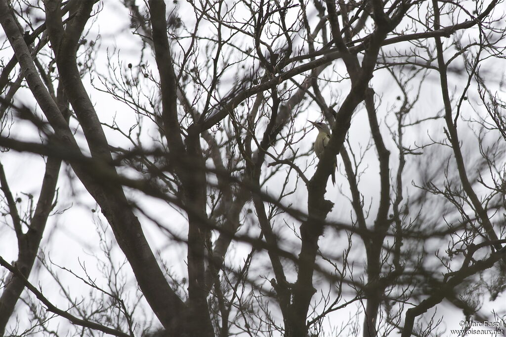 Grey-headed Woodpecker female, identification, Behaviour