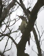 Grey-headed Woodpecker