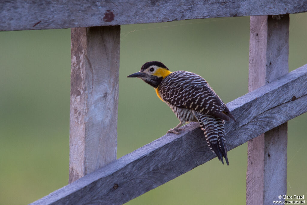 Campo Flicker female adult, identification