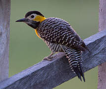 Campo Flicker