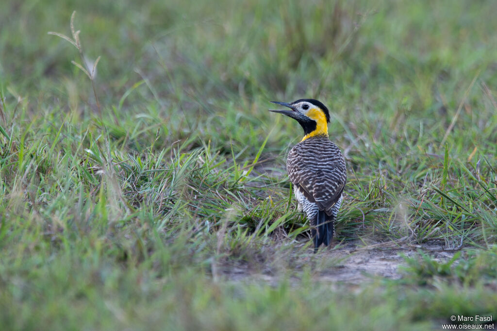 Campo Flicker female adult, song