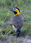 Campo Flicker