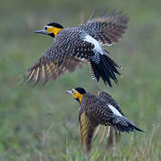 Campo Flicker