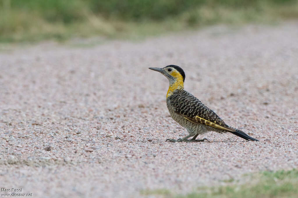 Campo Flicker female adult, identification