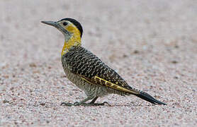 Campo Flicker