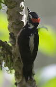 Hairy Woodpecker