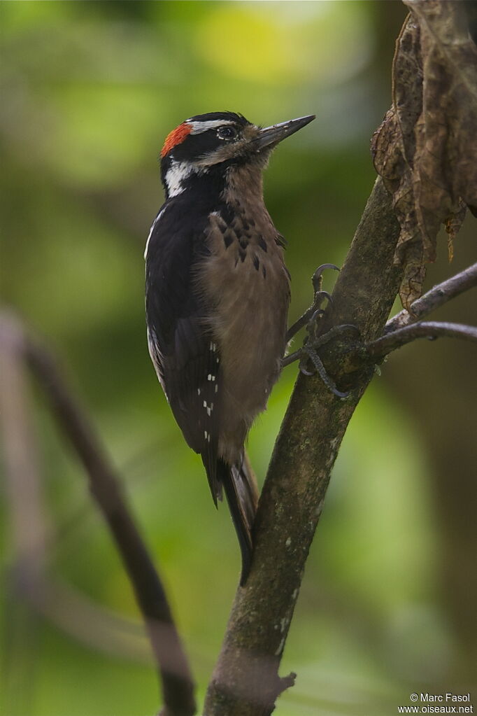 Pic chevelu mâle adulte, identification