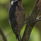 Pic chevelu