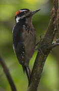 Hairy Woodpecker