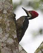 Guayaquil Woodpecker