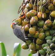 Hoffmann's Woodpecker