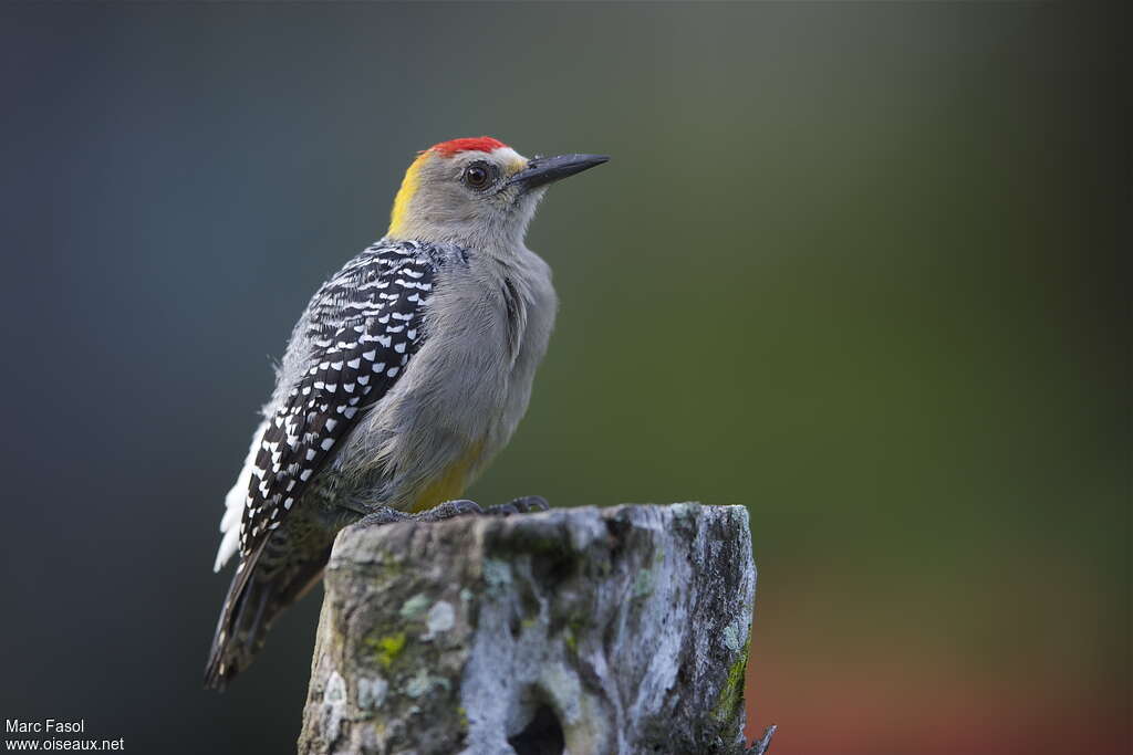 Pic de Hoffmann mâle adulte, identification