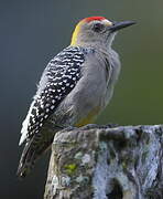 Hoffmann's Woodpecker