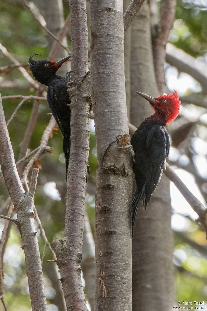 Magellanic Woodpeckeradult post breeding