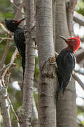 Magellanic Woodpecker