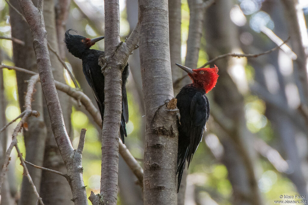 Magellanic Woodpeckeradult post breeding