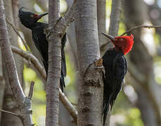 Magellanic Woodpecker