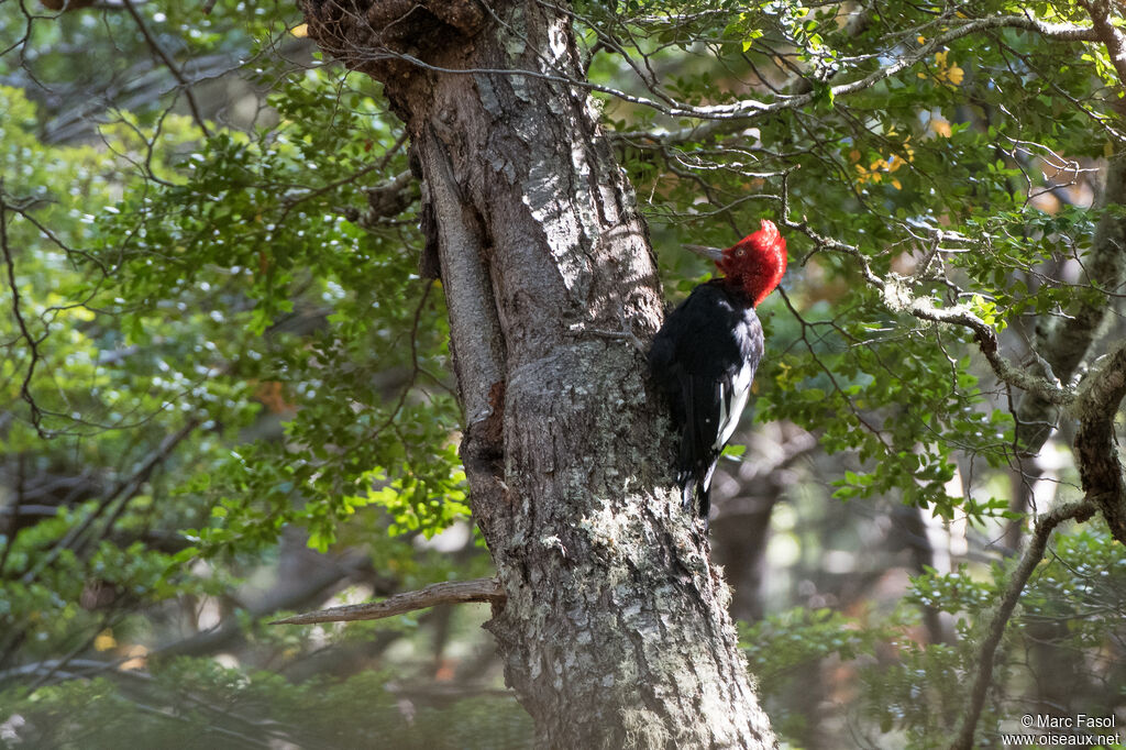 Magellanic Woodpecker male adult, identification