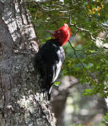 Magellanic Woodpecker