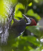 Crimson-crested Woodpecker