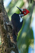 Crimson-crested Woodpecker