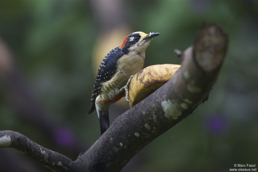 Black-cheeked Woodpecker female adult, identification, feeding habits, Behaviour