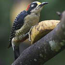 Pic de Pucheran