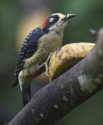 Black-cheeked Woodpecker