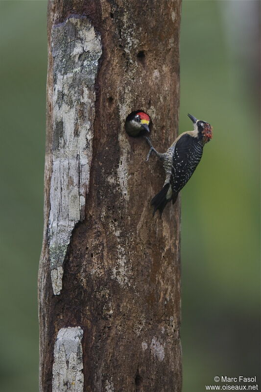 Black-cheeked Woodpecker adult breeding, identification, Reproduction-nesting, Behaviour