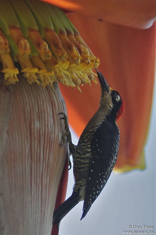 Black-cheeked Woodpecker male adult, identification, feeding habits, Behaviour