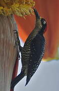 Black-cheeked Woodpecker