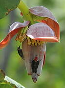 Black-cheeked Woodpecker