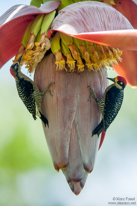 Black-cheeked Woodpeckeradult breeding, feeding habits, eats