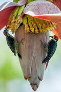 Black-cheeked Woodpecker