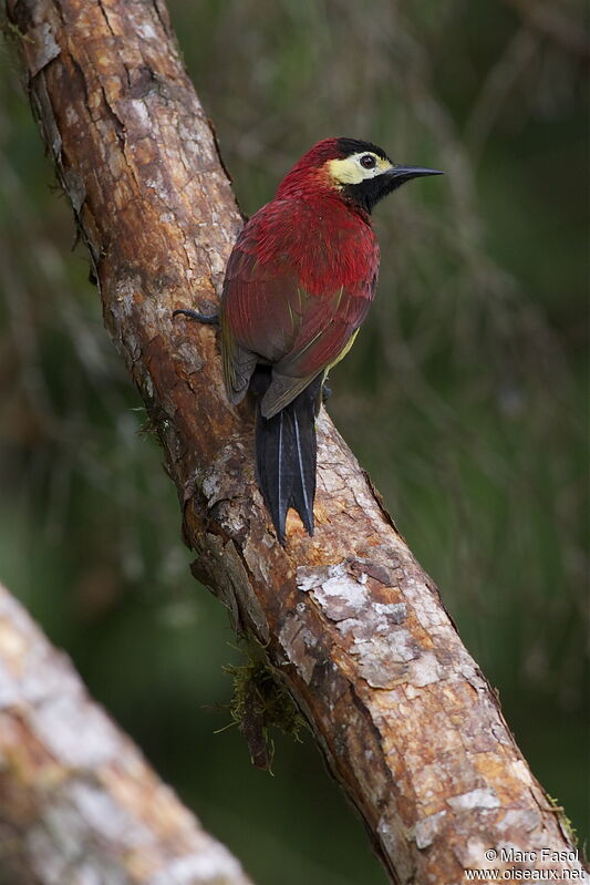 Crimson-mantled Woodpecker female, identification