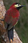 Crimson-mantled Woodpecker