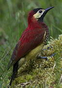 Crimson-mantled Woodpecker