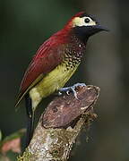 Crimson-mantled Woodpecker